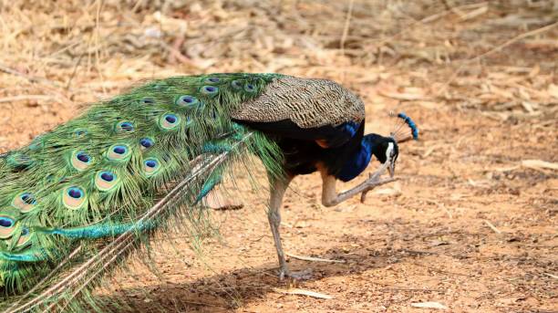 istock Beautiful view of a peacock 1493680979