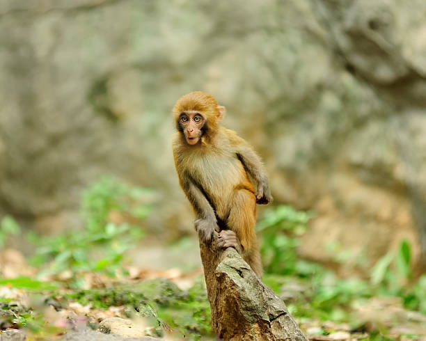 Naughty Monkey Baby Stock Photo - Download Image Now - Animal, Animal  Wildlife, Animals In The Wild - iStock