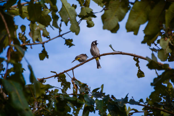 istock Nature's Serenade: Two Birds Amidst Leaves and the Blue Sky 1493683152