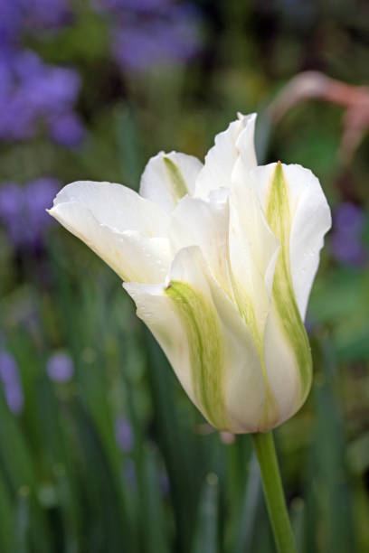 istock Close up of white tulip 1493683285