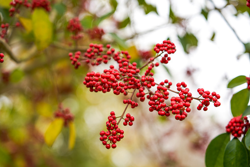 Red bright iron holly fruit on the tree