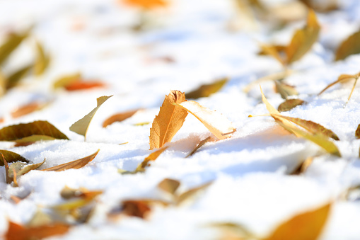 Leaves on the snow, yellow leaves on the snow