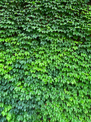 Full frame ivy texture on a wall