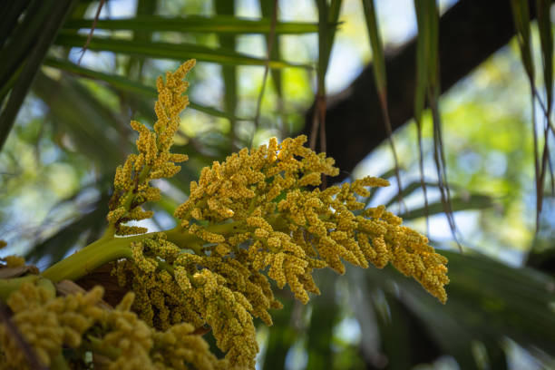 palm tree flowers and leaves. Washingtonia robusta.