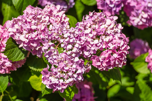 Lilac-colored lilaceous flower blossom clusters in spring.