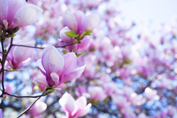 pink flowers of blooming magnolia tree in spring. selective focus.