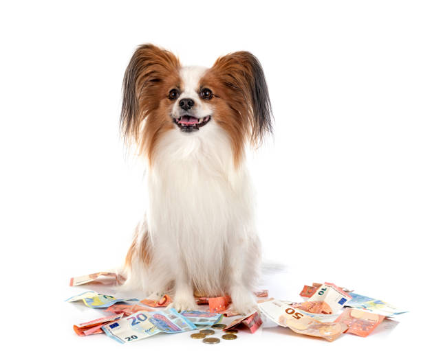 istock papillon dog and bills 1493686013