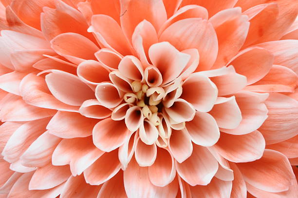 istock Macro of Pink flower 149368633
