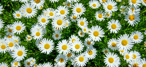 60 yellow and white daisies growing in a field, Over head viewpoint