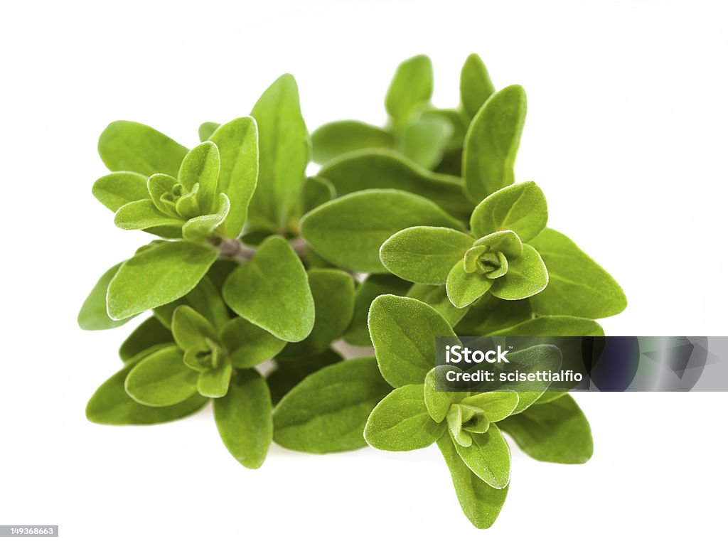 Origanum majorana Bunch of marjoram isolated on white Origanum Stock Photo