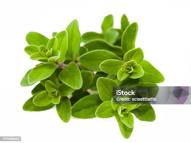 Origanum Majorana Stock Photo - Download Image Now - Origanum, Biology, Condiment