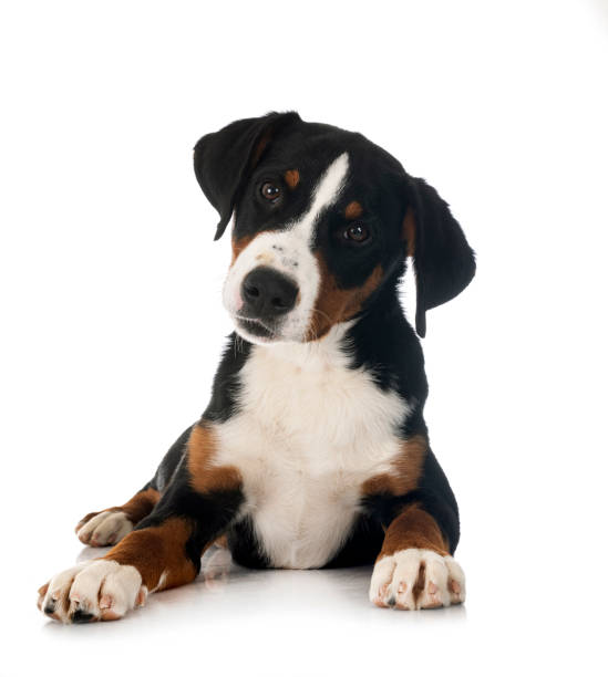 istock puppy Appenzeller Sennenhund 1493686868