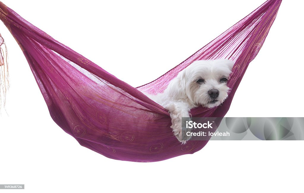 룩앤필은 매달기 전-강아지 경견 해먹에 누워 있는 - 로열티 프리 개 스톡 사진