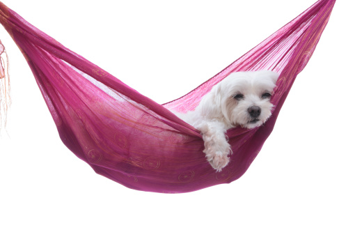 A maltese puppy dog  resting comfortablly in a hammock sling.  White background