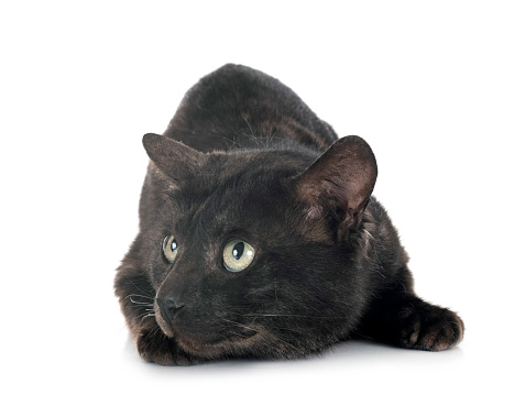 bengal cat in front of white background