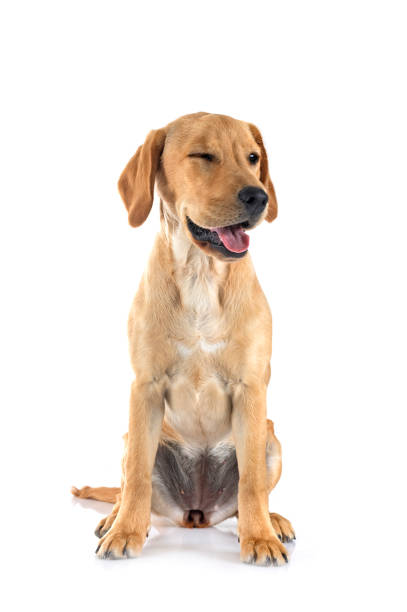 puppy labrador retriever in front of white background