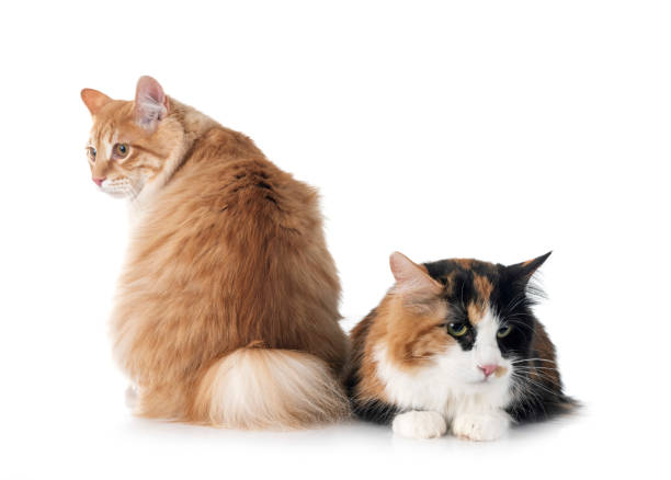 istock Kurilian Bobtails in studio 1493690479