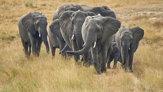 a family of elephants grouped protecting their young on the Serengeti plains - Tanzania