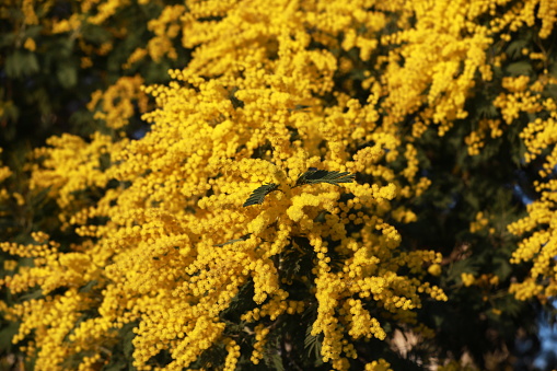 Bright yellow Australian acacia flowers