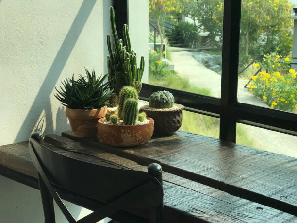 istock Cactus pots in the front garden arranged warmly 1493696285