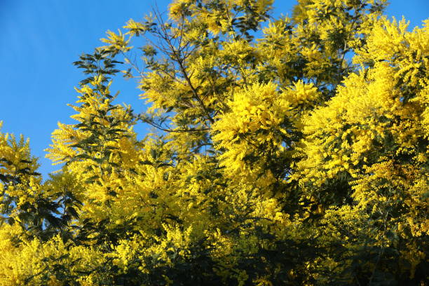 istock mimosa flowers, heralds of spring 1493697197