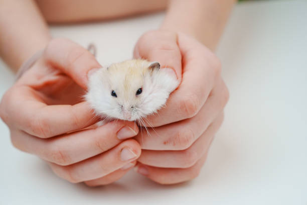 istock a small white with a red hamster in children's hands. 1493697427