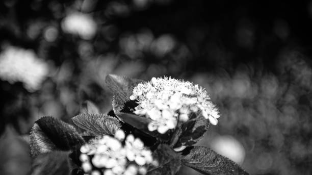 istock Young leaves and flowers on a branch 1493699046