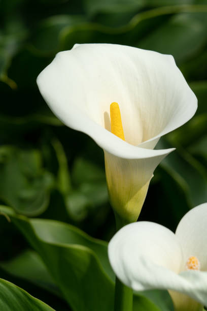 istock Beautiful white calla lily in the garden. 1493699461