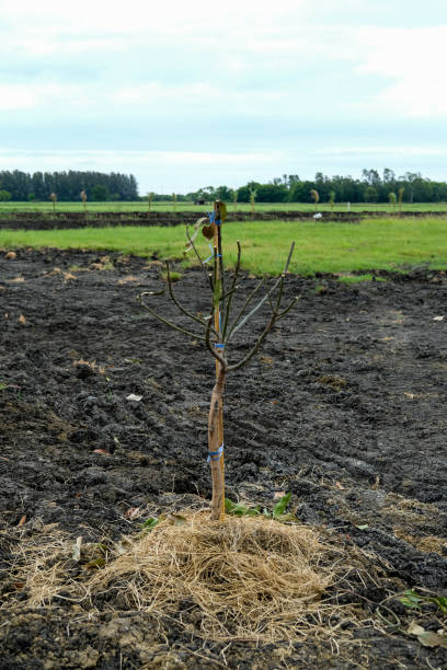 istock A tree with Green field agriculture area in thailand 1493699472