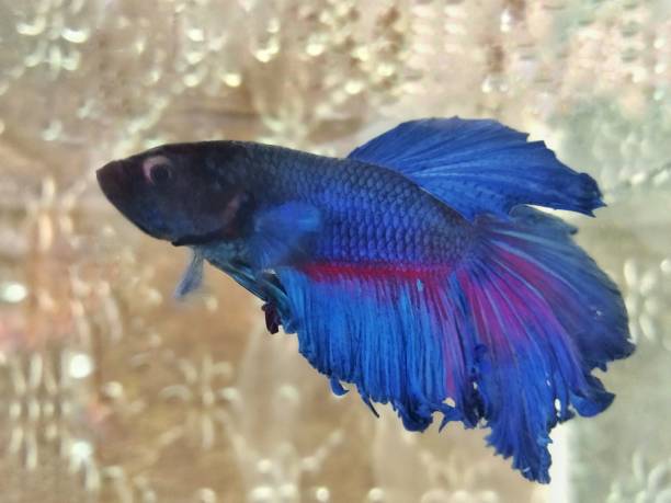 istock Betta fish blue in aquarium under water shot 1493699479