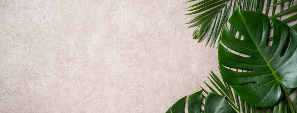 istock Tropical palm monstera leaves isolated on gray table background. 1493699542