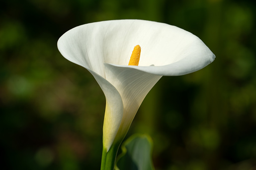 Close up of white color fresh lotus blossom or water lily flower blooming on pond background.