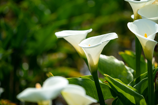White Easter Lily flowers in garden. Lilies blooming. Blossom white Lilium Candidum in a summer. Garden Lillies with white petals. Large flowers in sunny day. Floral background. White Madonna Lily