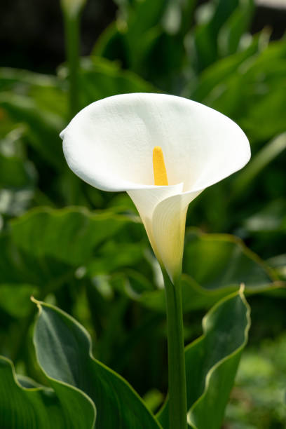 istock Beautiful white calla lily in the garden. 1493700223