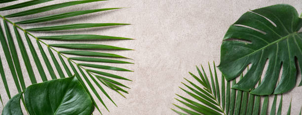 istock Tropical palm monstera leaves isolated on gray table background. 1493700230