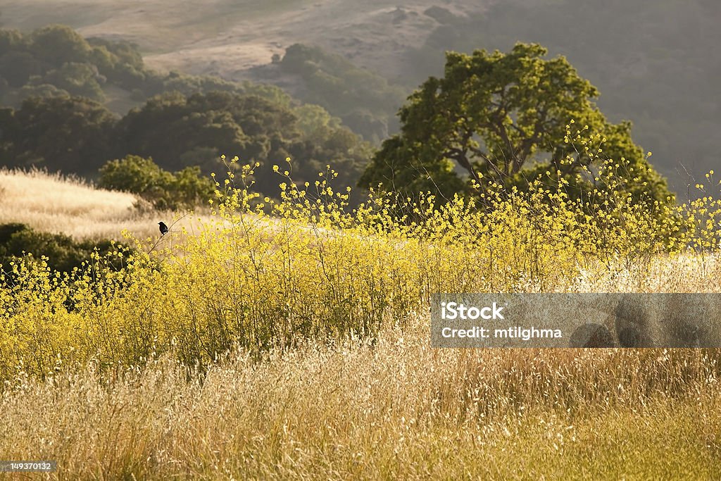 California Golden campo de mostaza - Foto de stock de California libre de derechos