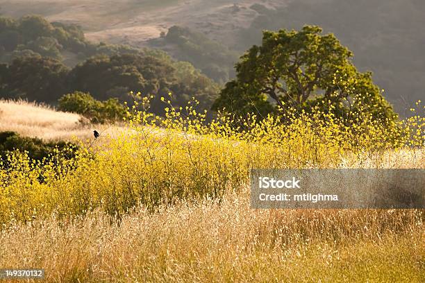 Califórnia Golden Campo De Mostarda - Fotografias de stock e mais imagens de Califórnia - Califórnia, Chaparral - Vegetação de Pasto, Paisagem Ondulada