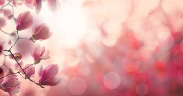 istock Floral spring background with Magnolia flower. Pink composition border with white sunlight bokeh sparkle, floral blossom background 1493702077