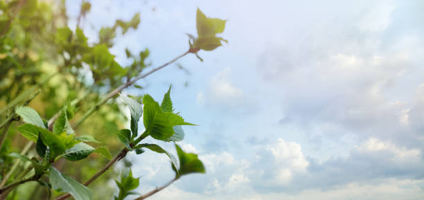 Green leaves against blue sky with cloud. Spring background