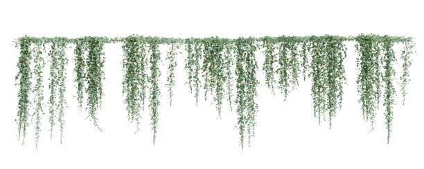 istock Group of Dichondra creeper plants, isolated on white background. 3D render. 1493702108