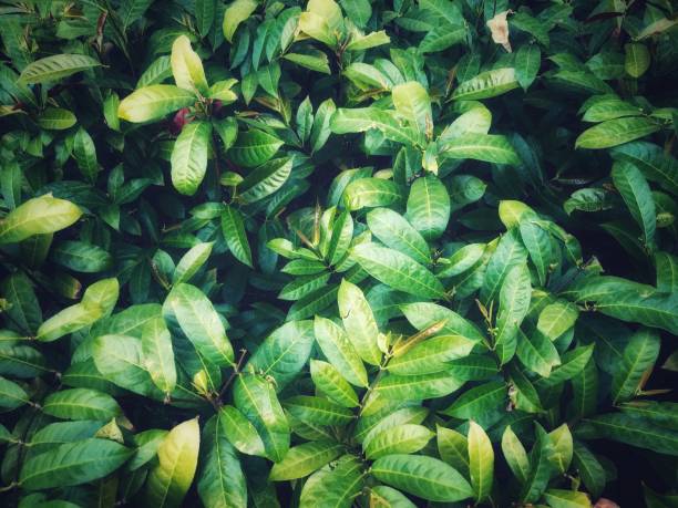 istock Detail image of plant leave texture pattern background 1493702369