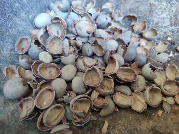 istock Skin of seeds 1493702420