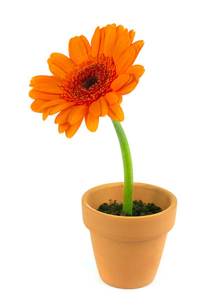 istock Orange gerbera flower in a terracotta pot 149370404