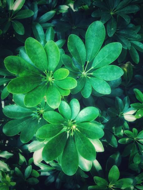 istock Detail image of plant leave texture pattern background 1493704310