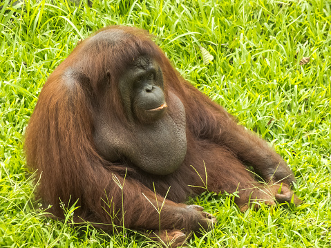 orangutans are sitting relaxed on the grass