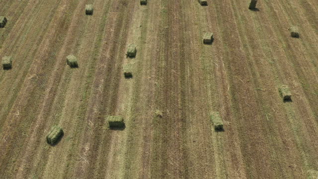 Aerial shot of alfalfa or lucerne hay bales in field from drone pov