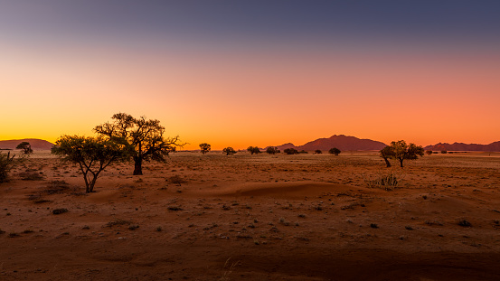Grassy steppe with Camel Thorn trees (Vachellia erioloba), near Sesriem, evening light, Naukluft Mountains at the back, Sesriem, Namibia.  Horizontal.