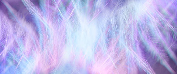 istock Beautiful purple pink blue delicate fluffy feather background 1493705779