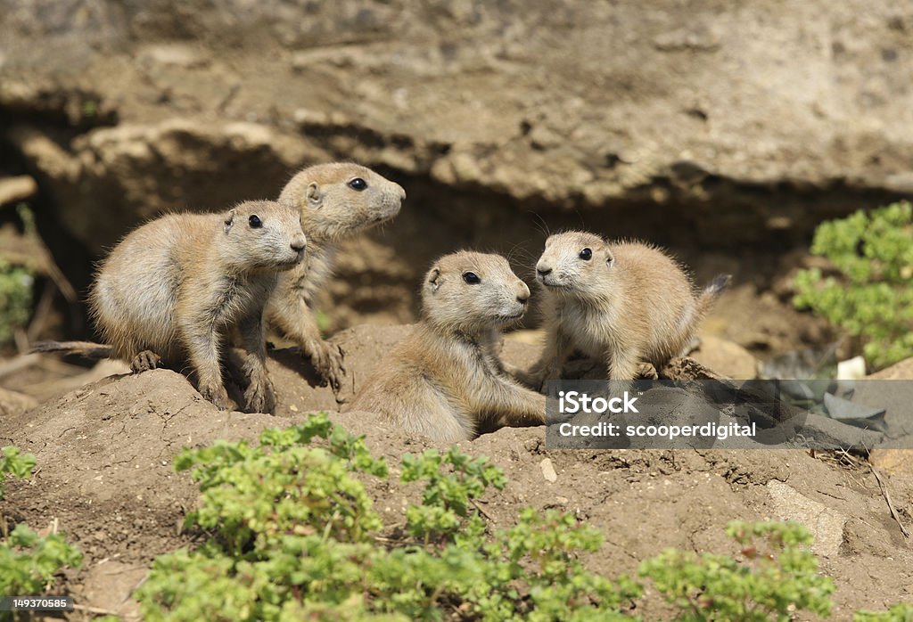 Black-Tailed Prarie Dogs A famly of young Black-Tailed Prarie Dogs outside their den Animal Stock Photo