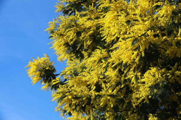 istock mimosa flowers, heralds of spring 1493705886